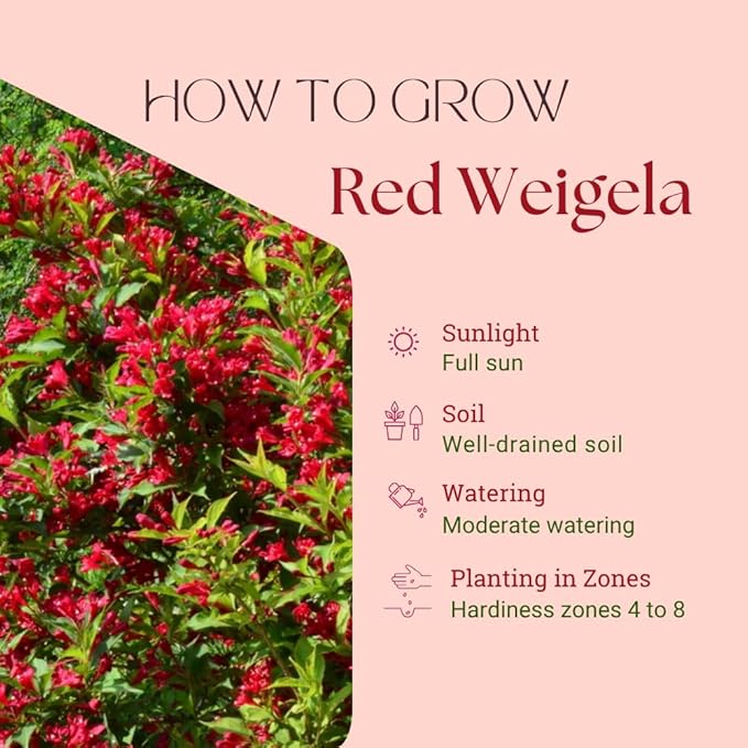 Red Weigela Live Plant, Spring Blooming Shrub in 4” Pot, Hardy Perennial Flowering Bush for Garden Borders, Cold Hardy, Dormant in Winter