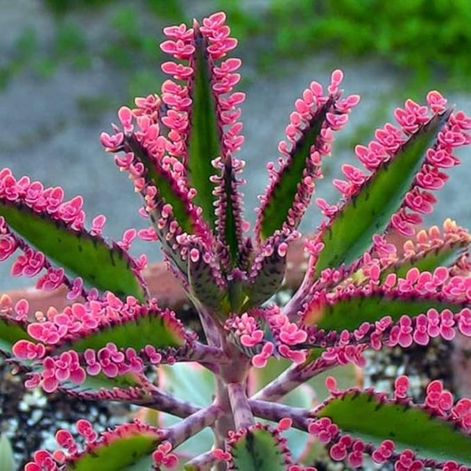 Kalanchoe Plant Live, Mother of Thousands Live Plant in 2" Pot, Rare Succulent Indoor Houseplant (Pink Butterfly Kalanchoe)