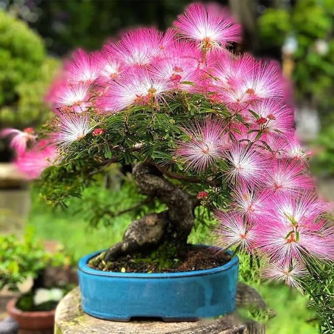 75+ Mimosa Tree Seeds for Planting Outdoor-Albizia Julibrissin Tree Persian Pink Silk Flower Plant-Pink Blooms-Attracts Pollinators