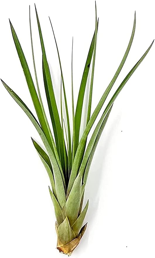 ragnaroc Air Plants - Tillandsia Fasciculata Tricolor, Large 4-6" - 5ct - Live Arrival Guaranteed - House Plants for Home Decor & Gift