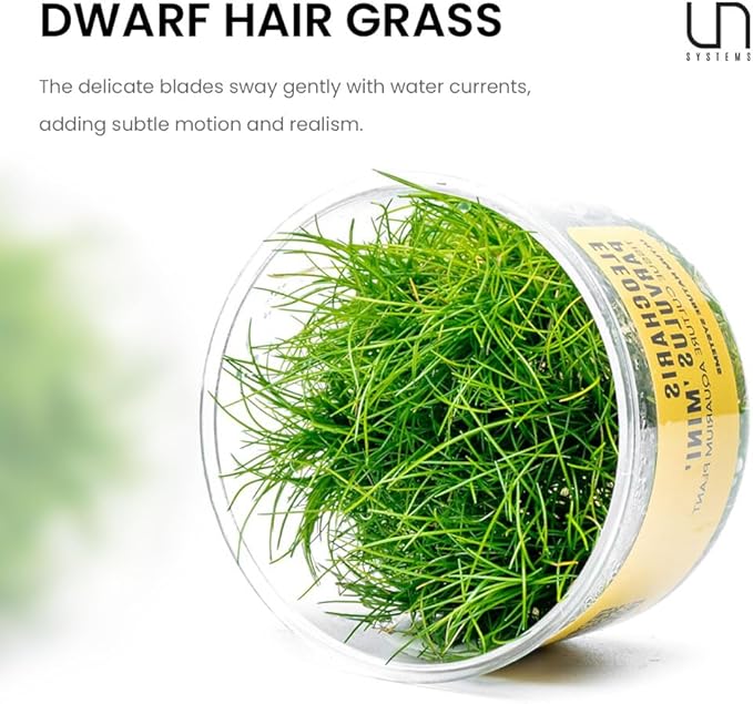 Ultum Nature Systems Mini Dwarf Hair Grass Eleocharis Parvulus Tissue Culture Live Plant for Aquarium, Aquascape, Freshwater Fish Tanks - 100% Snail Free in Vitro