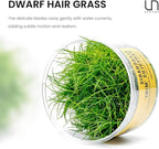 Ultum Nature Systems Mini Dwarf Hair Grass Eleocharis Parvulus Tissue Culture Live Plant for Aquarium, Aquascape, Freshwater Fish Tanks - 100% Snail Free in Vitro