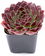 Mountain Crest Gardens Sempervivum Succulent Variety Pack - 20 Hardy Live Rosette Plants, No Repeats, Rooted in 2 Inch Pots - Succulents for Rock Gardens, Containers, DIY Displays