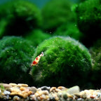 8Pcs Moss Balls for Fish Tank Aquarium Plants Freshwater Moss Ball Decorative, Grrren, 1.2-1.5" (8)