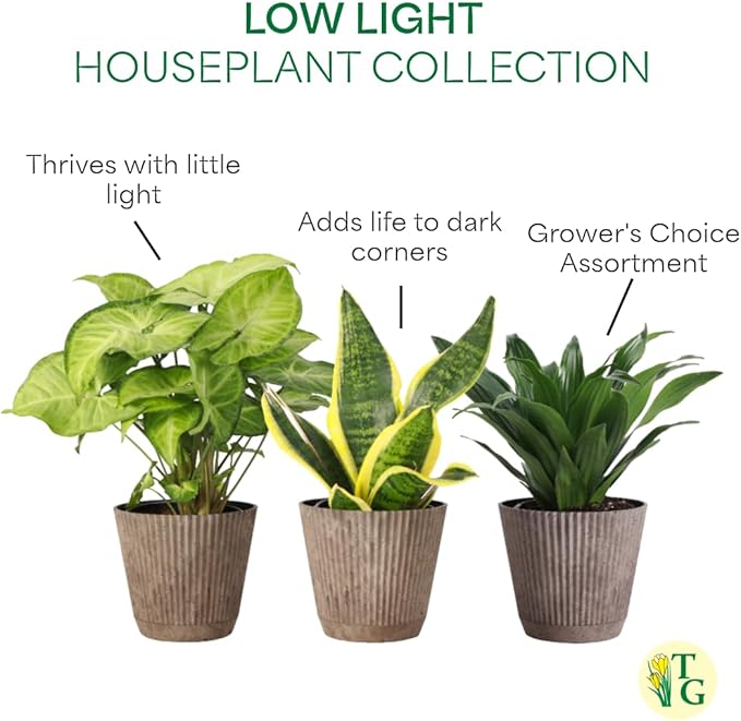 Thorsen's Greenhouse Live Low Light Houseplants (3 Pack), Easy to Grow Indoor Plants, Grower's Choice Bundle, 4-inch Diameter Established Plants, Decorative Coffee Ruffled Pot (3-Pack)