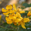 Cassia ‘Butterfly Bush’ (Senna bicapsularis) 2-Pack – 4-6 Inch Live Plants – Money Bush, Winter Cassia - Fast-Growing, Butterfly Magnet, Lush Tropical Foliage