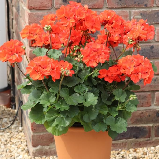 Set 2 Geranium Plants Live, 4-9 Inches Tall, Hardy Flowering Geraniums for Garden or Pots, Fragrant Perennial Blooms (Orange Geranium)