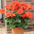 Set 2 Geranium Plants Live, 4-9 Inches Tall, Hardy Flowering Geraniums for Garden or Pots, Fragrant Perennial Blooms (Orange Geranium)