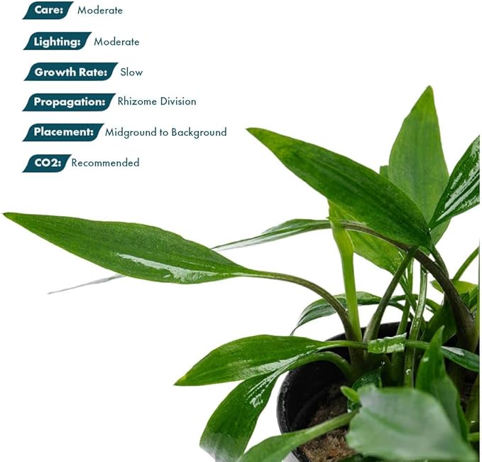 SubstrateSource Live Plants - Lagenandra thwaitesii (Lagenandra thwaitesii) - Moderate Light Aquarium Display, Dark Green with Silvery Sheen Accent, Midground to Background Tank Placement - Pot