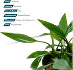 SubstrateSource Live Plants - Lagenandra thwaitesii (Lagenandra thwaitesii) - Moderate Light Aquarium Display, Dark Green with Silvery Sheen Accent, Midground to Background Tank Placement - Pot