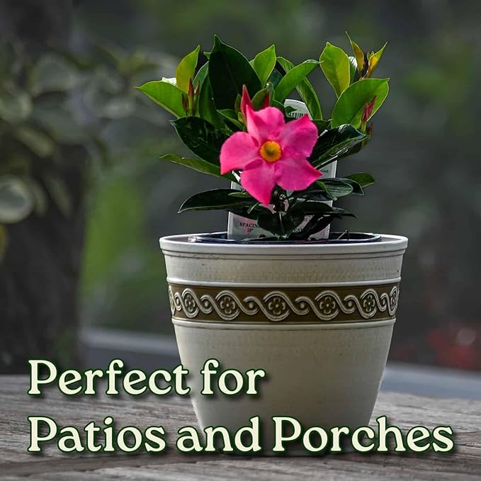 Pink Dipladenia Bush Live Plant - Tropical Plants of Florida - 14 inch Overall Height - 6 inch Planter Pot (1 Gallon) (Plant Only)