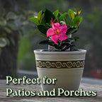 Pink Dipladenia Bush Live Plant - Tropical Plants of Florida - 14 inch Overall Height - 6 inch Planter Pot (1 Gallon) (Plant Only)