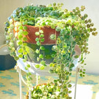 String of Turtles Live Plant, Rare Succulent Houseplant Indoor Home Decoration