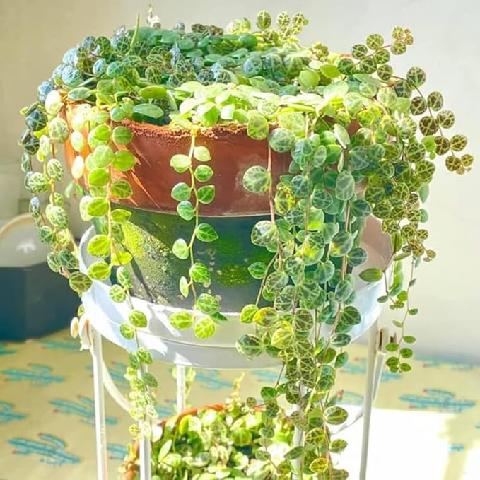 String of Turtles Live Plant, Rare Succulent Houseplant Indoor Home Decoration