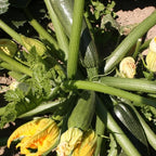 2 Green Zucchini Plants, Live Zucchini Plants in Pot, Summer Squash for Outdoor Garden, 3 to 6 Inch Tall Plant