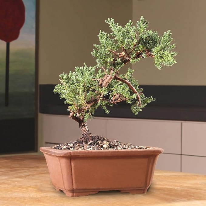 Brussel's Bonsai - Live Green Mound Juniper Bonsai Tree, Outdoor Bonsai Tree Live Plant, Medium Bonsai for Patio Garden Décor, Easy Care Evergreen Bonsai (Medium)
