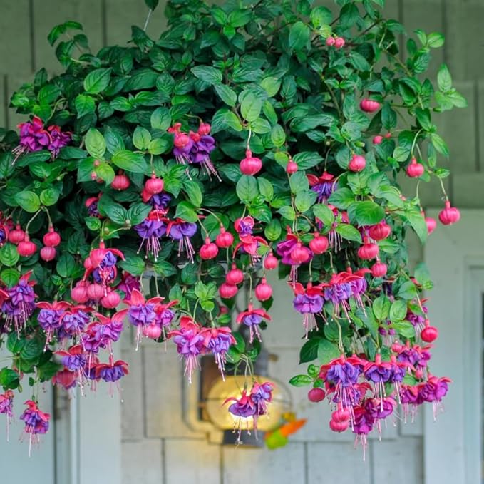 Blue Fuchsia Plant Live in 5-Inch Pot, Hanging Basket Flower, Hardy Fuchsia Vine for Shade Gardens, USDA Zones 8-11
