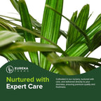 Lady Palm, Rhapis Excelsa - Live Plant, Air Purifying Indoor Houseplant, Low Maintenance Tropical Plant for Home, Office, and Garden Decor (5gal Pot; 3-4ft)