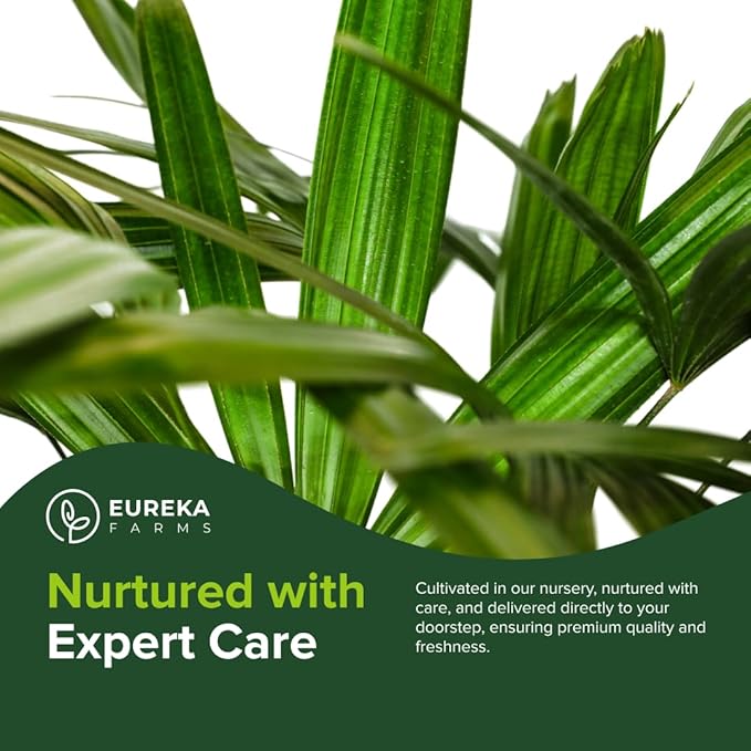 Lady Palm, Rhapis Excelsa - Live Plant, Air Purifying Indoor Houseplant, Low Maintenance Tropical Plant for Home, Office, and Garden Decor (2gal Pot; 35-42in)