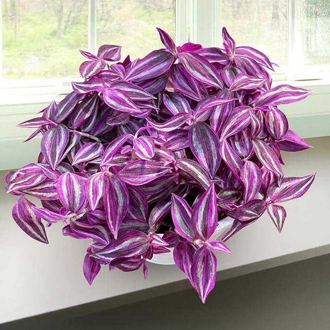 Tradescantia Plant Live 4'' Pot, Variegated Wandering Jew, Tradescantia Hanging Vine, Indoor Houseplant for Planting (Purple Wandering Jew)