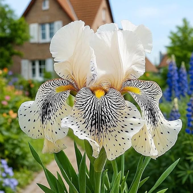 220+ Rare Heirloom Iris Seeds for Planting-Beautiful and Colorful Blooms for Your Garden-Non-GMO Heirloom Plant Seeds