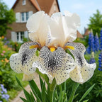 220+ Rare Heirloom Iris Seeds for Planting-Beautiful and Colorful Blooms for Your Garden-Non-GMO Heirloom Plant Seeds