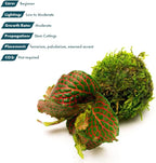 SubstrateSource Live Planted Decor - Nerve Plant (Fittonia albivenis) on Clay Moss Ball - Low to Medium Light, Dark Green Leaves with Veins Terrarium Plant, Emersed or Paludarium Placement - 1 Pack
