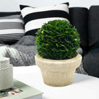 Serene Spaces Living Preserved Boxwood Ball with Small Pot – Boxwood in Planters, Preserved Plant for Boxwood Table Decor, Centerpiece, Measures 5.5" Tall & 4" Diameter, Single