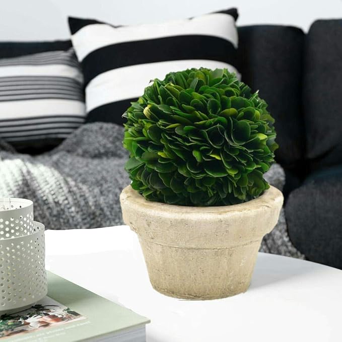 Serene Spaces Living Set of 12 Preserved Boxwood Ball with Small Pot – Boxwood in Planters, Preserved Plant for Boxwood Table Decor, Boxwood Centerpiece, Measures 5.5" Tall & 4" Diameter