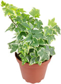 Golden English Ivy (4" Grower Pot) - Air Purifying and Live Healthy Houseplant - Easy to Grow, Easy to Care Indoor Houseplant