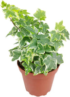 Golden English Ivy (4" Grower Pot) - Air Purifying and Live Healthy Houseplant - Easy to Grow, Easy to Care Indoor Houseplant