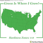 Perfect Plants Arapaho Thornless BlackBerry Bush 1 Gal. Pot Tasty Sweet Fruit Large Firm Berries
