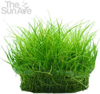 Dwarf Hairgrass Parvula Mini Tissue Culture Live Aquarium Freshwater Plants Decoration
