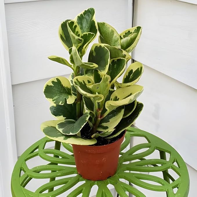 Baby Rubber Plant Live Indoor, Variegated Peperomia Obtusifolia Plant in 4'' Inch Pot, Low-Maintenance Peperomia Live Plant, Ideal Plant for Home & Office