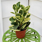 Baby Rubber Plant Live Indoor, Variegated Peperomia Obtusifolia Plant in 4'' Inch Pot, Low-Maintenance Peperomia Live Plant, Ideal Plant for Home & Office