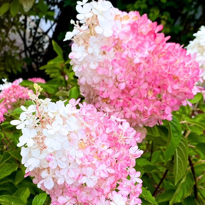 Hydrangea Live Plant, 6-12 Inch Tall, Hardy Flowering Shrub in 2.5" Pot, Outdoor Garden Hydrangea Bush (Pink White Hydrangea)