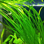 6 Jungle Vals Plants Live, Jungle Vallisneria Aquarium Plants Live, Aquarium Pond Aquatic Plant, from 4 to 5 Inc Tall