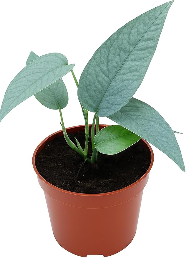 Cebu Blue Pothos Starter Plant - Live Plant in 2 Inch Pot - Excellent House Plant