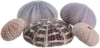 Nautical Crush Trading Sea Urchins Shells for Air Plants - 5 Assorted Coastal Sea Urchin Shells - Hanging Air Plant Holder - Air Plants Live Holders - Air Plant Pot - No Plants Included