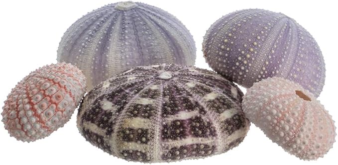 Nautical Crush Trading Sea Urchins Shells for Air Plants - 5 Assorted Coastal Sea Urchin Shells - Hanging Air Plant Holder - Air Plants Live Holders - Air Plant Pot - No Plants Included