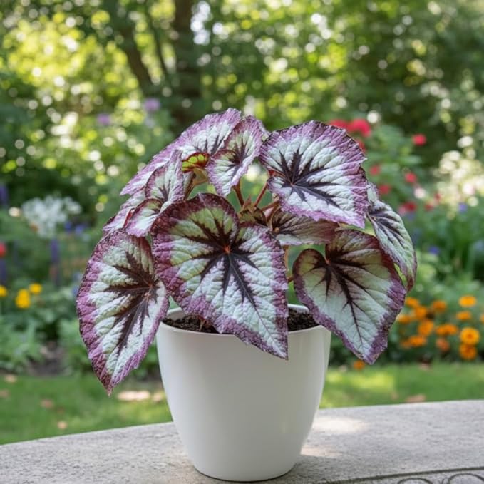 Begonia Live Plant, Begonias Live Plant, Rare Begonias Plants, 5-7 Inches in Height for Indoor Houseplant (Silver Purple Leaves Begonia)