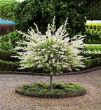 2 Japanese Dappled Nishiki Willow Shrub - 6-12" Tall Live Plants - Ornamental Deciduous Plant - Salix Integra 'Hakuro Nishiki' - (2 Pack)