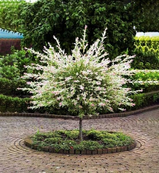 2 Japanese Dappled Nishiki Willow Shrub - 6-12" Tall Live Plants - Ornamental Deciduous Plant - Salix Integra 'Hakuro Nishiki' - (2 Pack)
