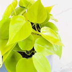 Philodendron Cordatum Neon Live Plant for Indoor | Different Houseplants in 4'' & 6'' Pot | Real House Plant for Living Room, Office, Desk & Bathroom | Neon