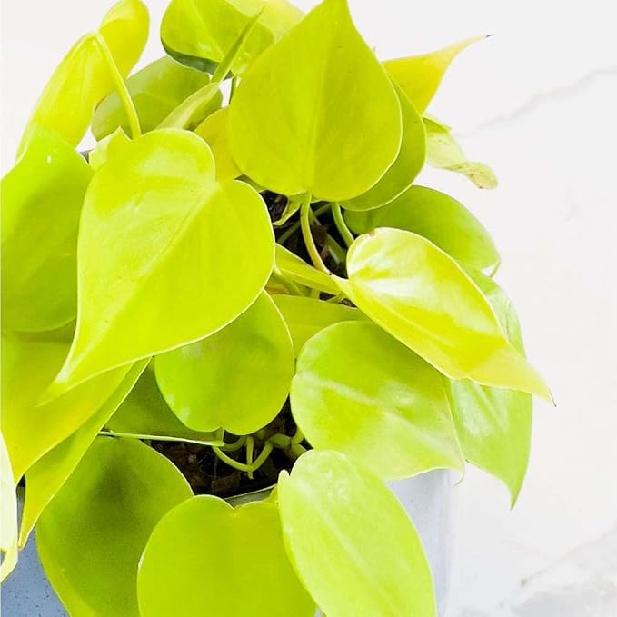Philodendron Cordatum Neon Live Plant for Indoor | Different Houseplants in 4'' & 6'' Pot | Real House Plant for Living Room, Office, Desk & Bathroom | Neon