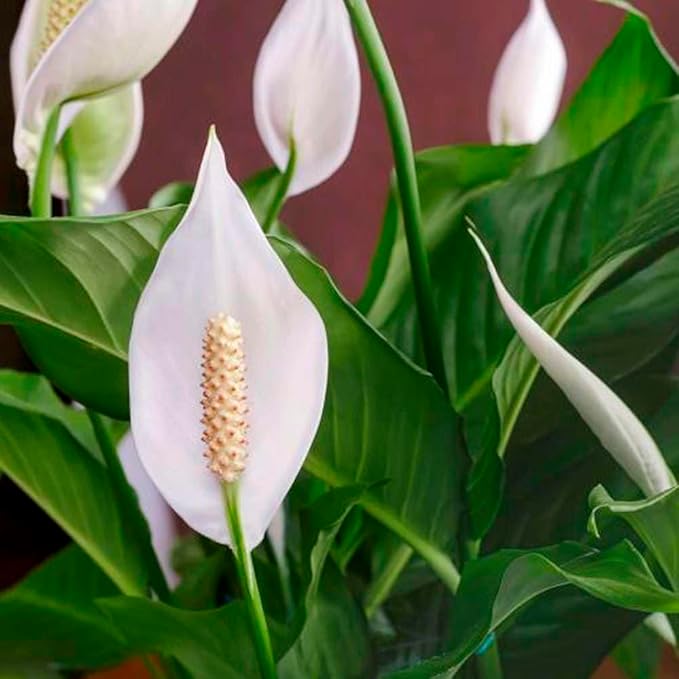 Spathiphyllum 'Peace Lily' Live Plant for Indoor | Different Houseplants in 4'' & 6'' Pot | Real House Plant for Living Room, Office, Desk & Bathroom | Peace Lily | Spathiphyllum