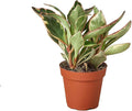 Peperomia Ginny Live Plant for Indoor | Different Houseplants in 3'' Pot | Real House Plant for Living Room, Office, Desk & Bathroom | Ginny | Peperomia clusiifolia