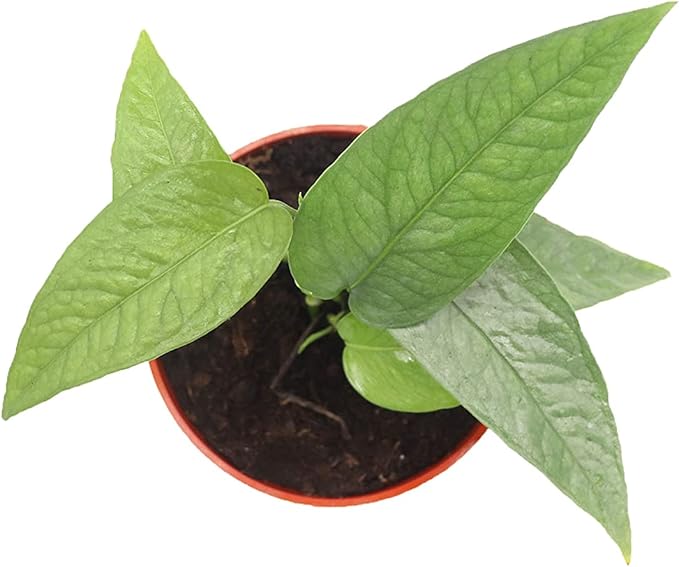 Cebu Blue Pothos - 3" from California Tropicals