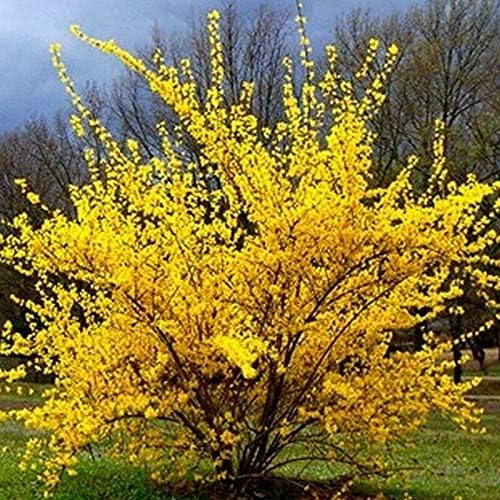 Lynwood Gold Forsythia Bush - Yellow Flowering Shrub - Live Plant Shipped 1 to 2 Feet Tall by DAS Farms