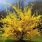Lynwood Gold Forsythia Bush - Yellow Flowering Shrub - Live Plant Shipped 1 to 2 Feet Tall by DAS Farms